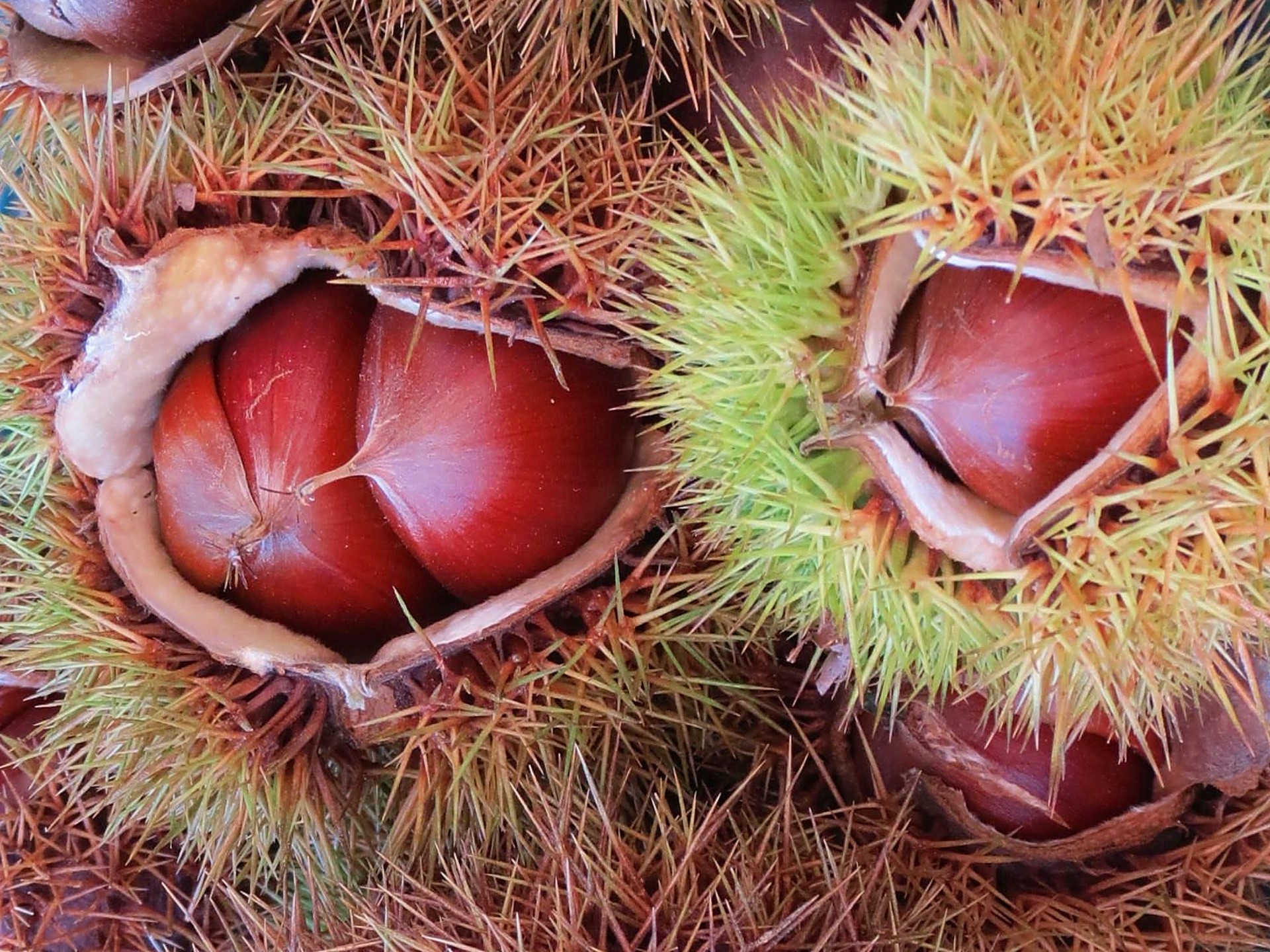 花 植物 イガ栗熟れる 壁紙19x1440 壁紙館