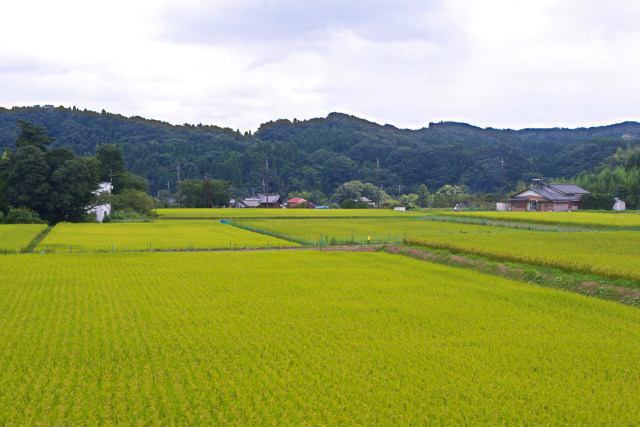 千葉・市原の田園風景