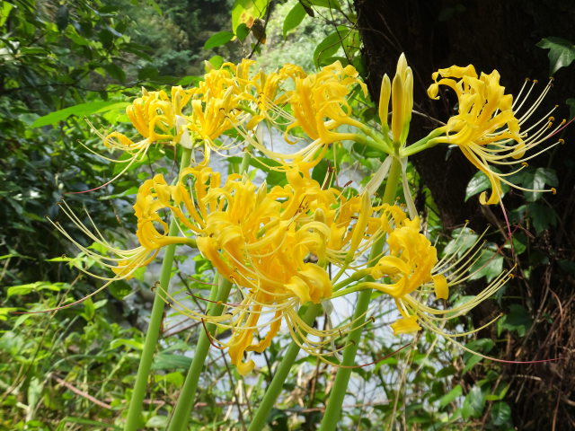 彼岸花咲いて