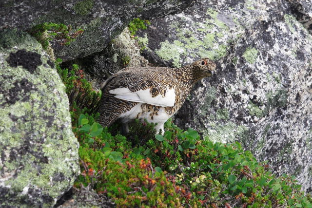 前常念岳の雌雷鳥