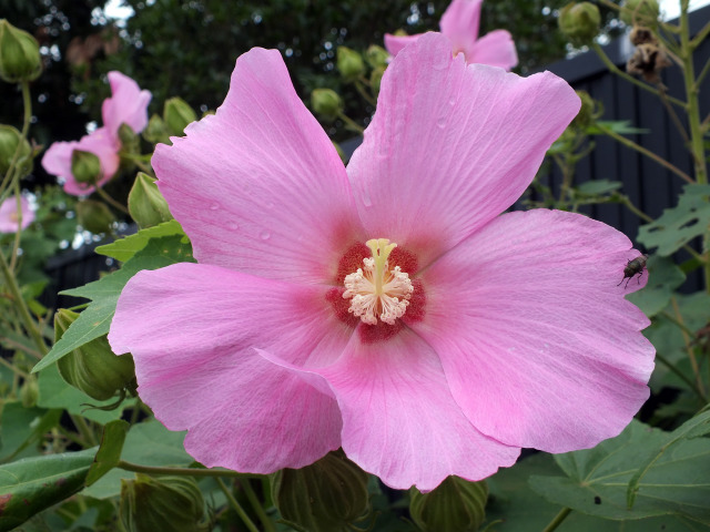 芙蓉の花