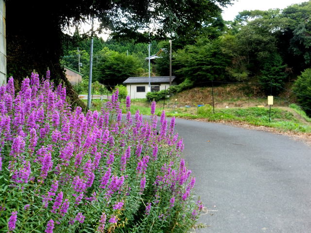 田舎道