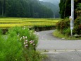 田舎のバス停