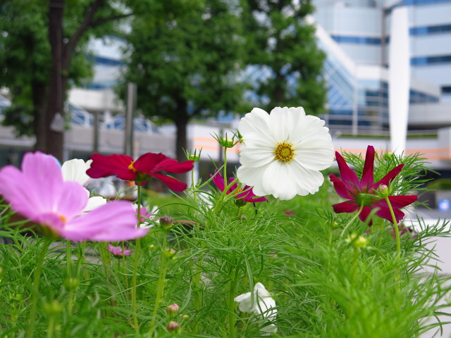 散歩道の花 1609-14-1