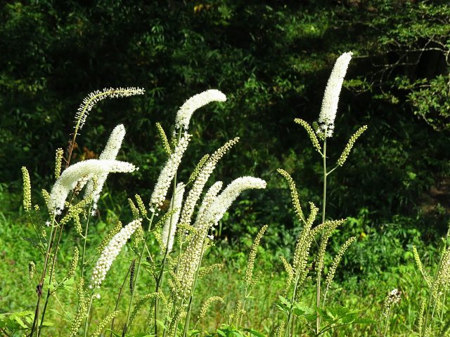 咲き出したサラシナショウマ