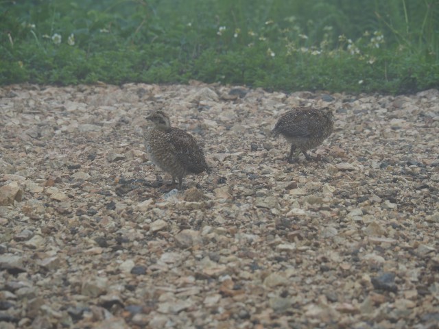 八方池のチビ雷鳥達