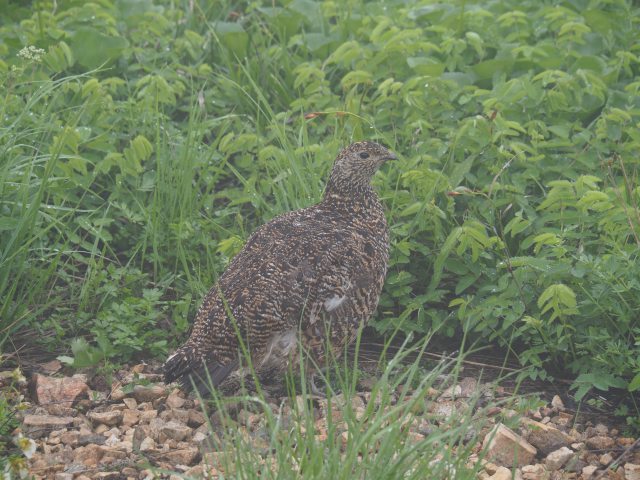 八方池のママ雷鳥