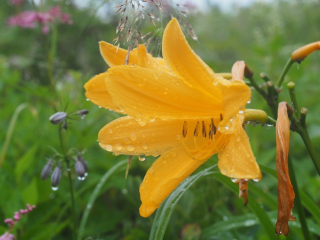 雨に濡れるニッコウキスゲ