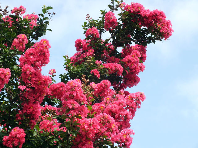 サルスベリの花