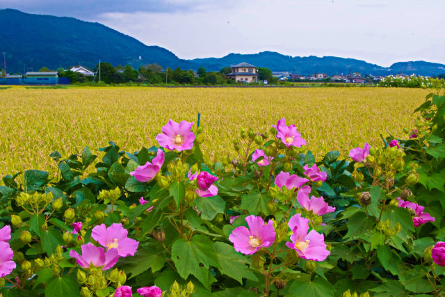 芙蓉と田園風景