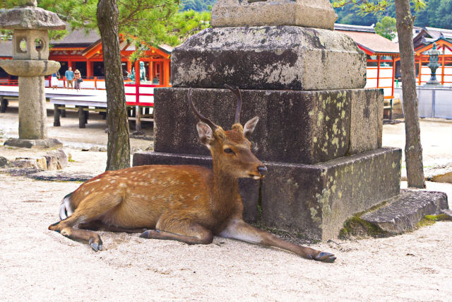 宮島の鹿