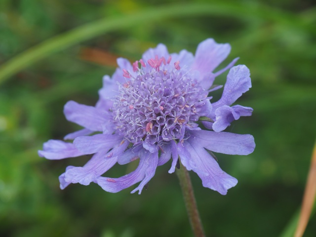 紫の花