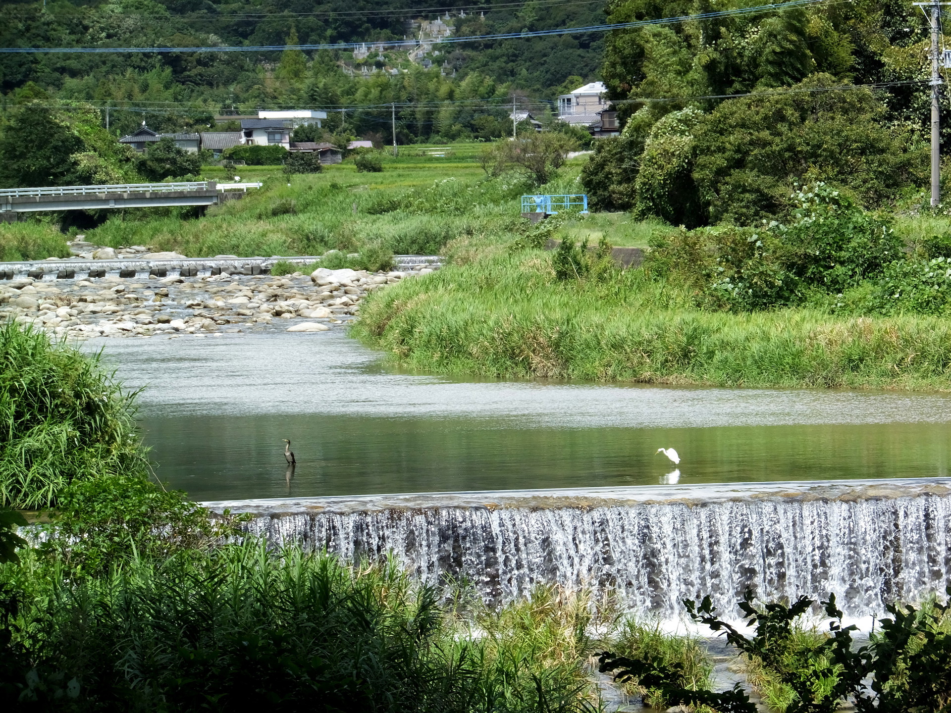 日本の風景 澄んできた川に白い鳥 黒い鳥 壁紙19x1440 壁紙館