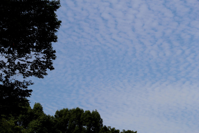 秋の気配・うろこ雲