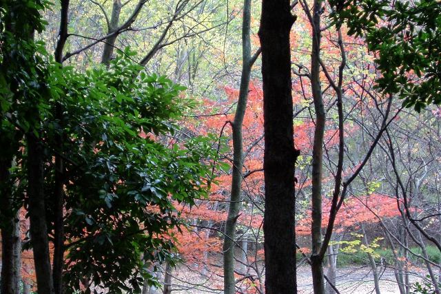 曇天の公園