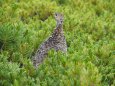 大仙丈ヶ岳のママ雷鳥