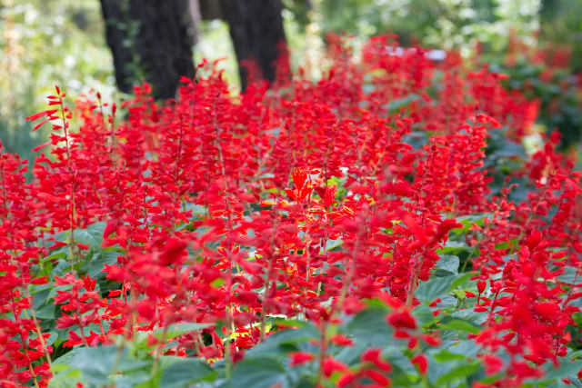 散歩道の花 1609-23-1