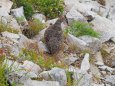 小蓮華山の雄雷鳥