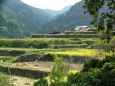 山の棚田収穫の風景