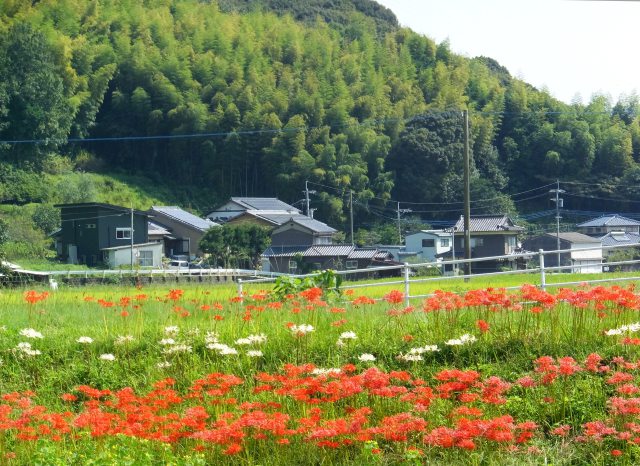 田舎の秋