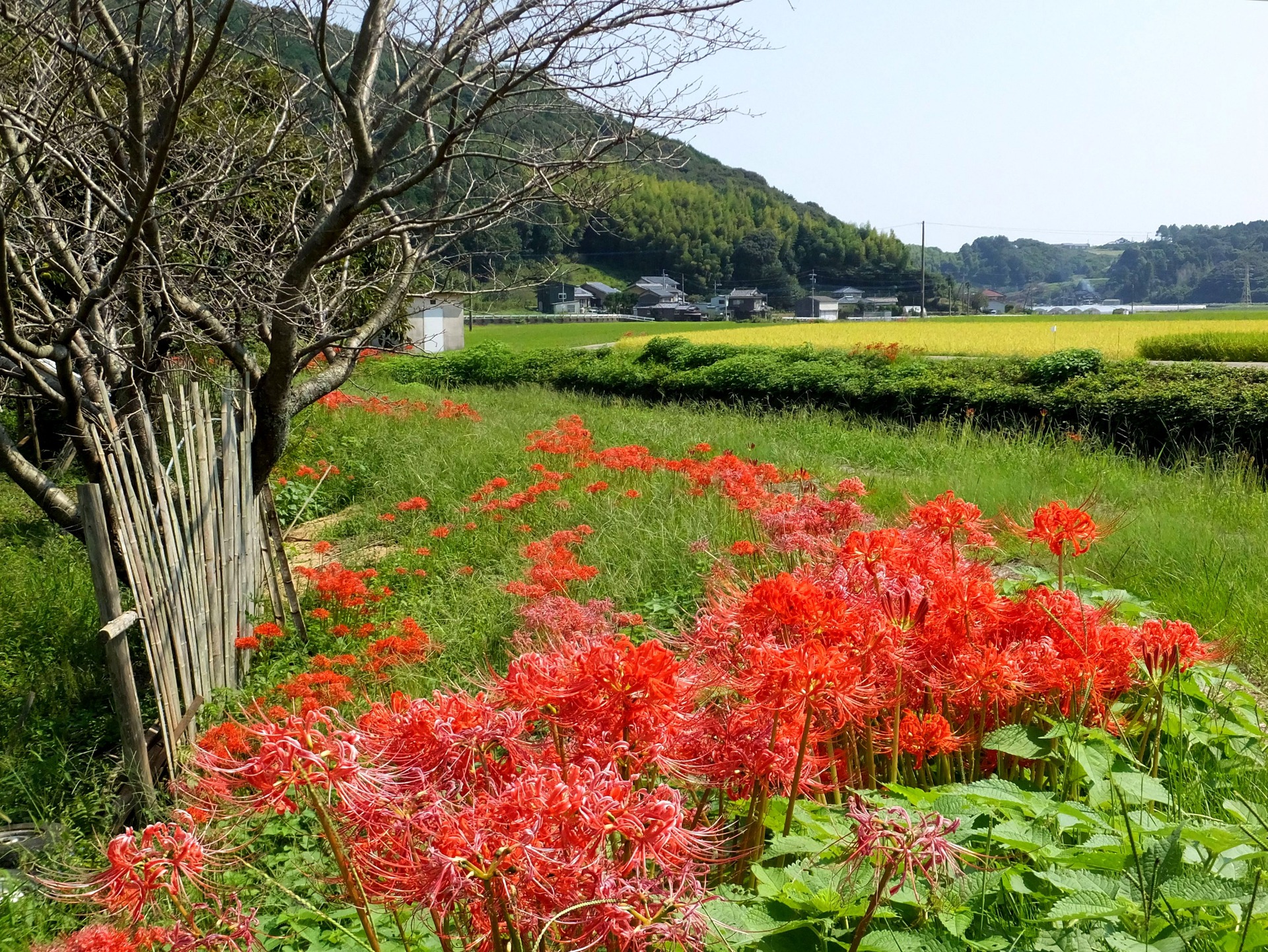 日本の風景 田舎の秋 壁紙19x1441 壁紙館