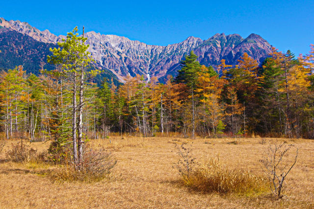 錦秋の上高地 秋晴れの田代湿原