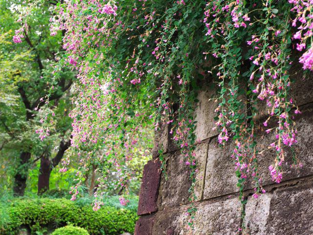 萩の花