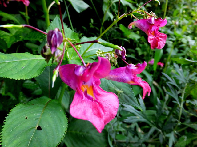 野に咲く花