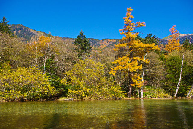 錦秋の上高地 梓川沿いの黄葉 