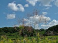 秋の田園