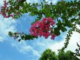 夏の空と百日紅