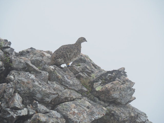 大仙丈ヶ岳のママ雷鳥