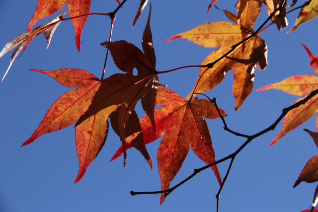 待ち遠しい紅葉＠高野山・#1