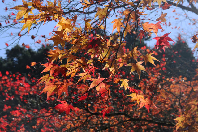 待ち遠しい紅葉＠高野山・#2