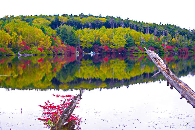 紅葉の白駒池