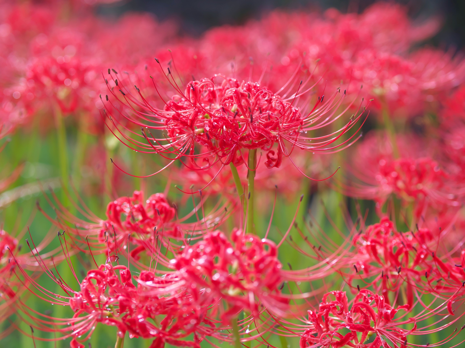 花 植物 彼岸花 壁紙19x1440 壁紙館