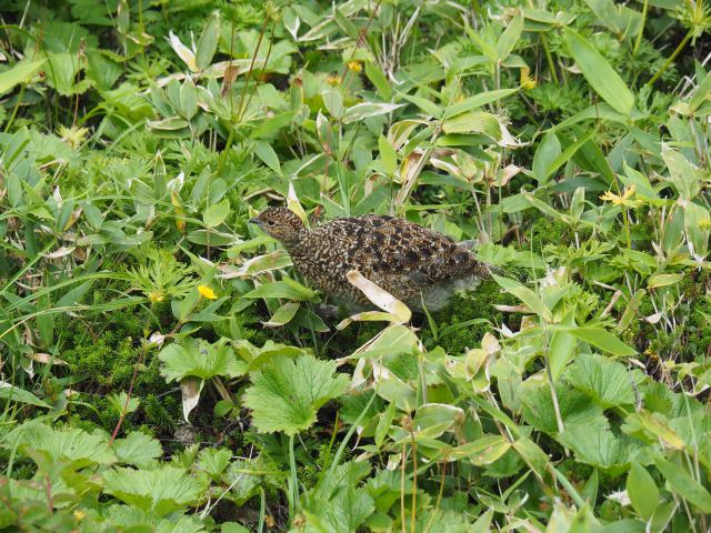 弓折岳のチビ雷鳥