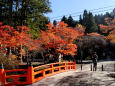 待ち遠しい紅葉＠高野山・#4