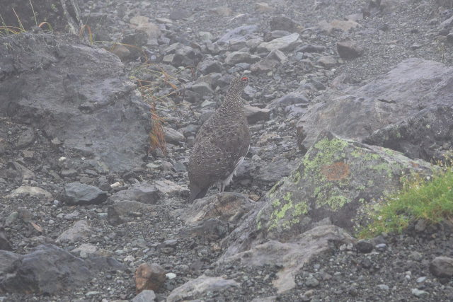 槍ヶ岳の雄雷鳥