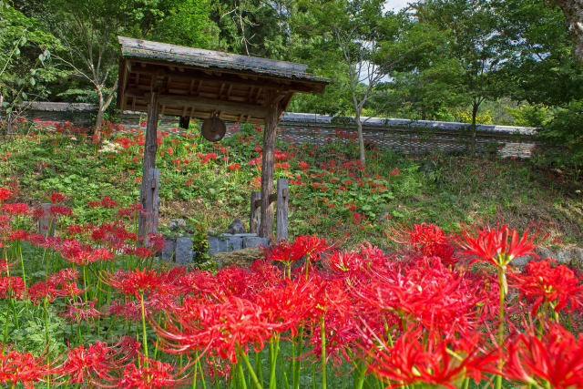 大智寺の彼岸花