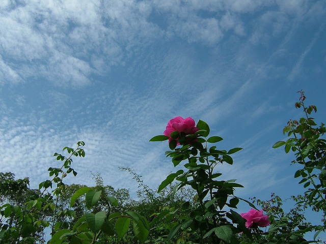 空とバラ