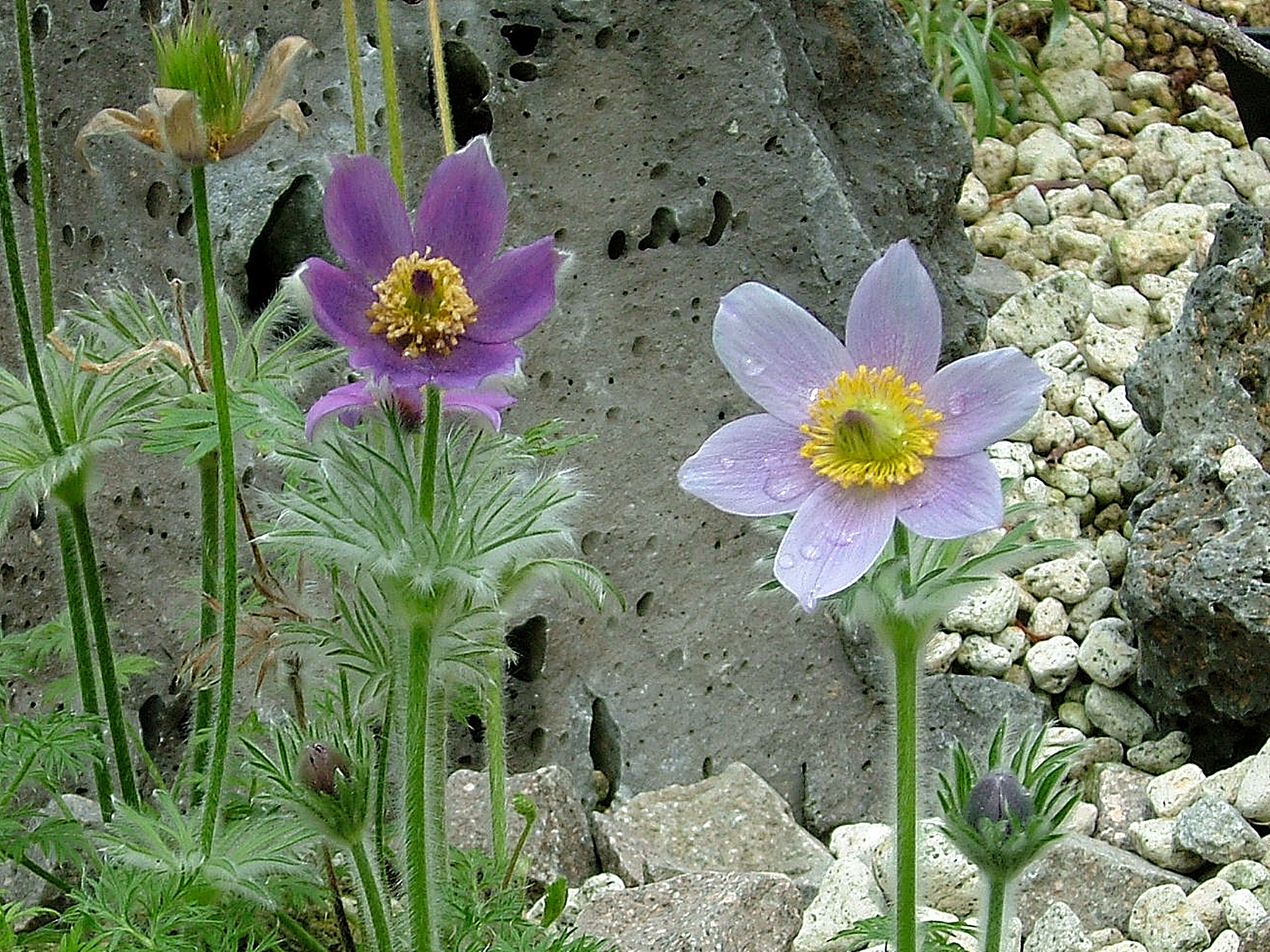 花 植物 西洋オキナグサ 壁紙19x1440 壁紙館