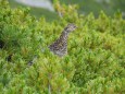 大仙丈ヶ岳のママ雷鳥