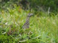 弓折岳のママ雷鳥