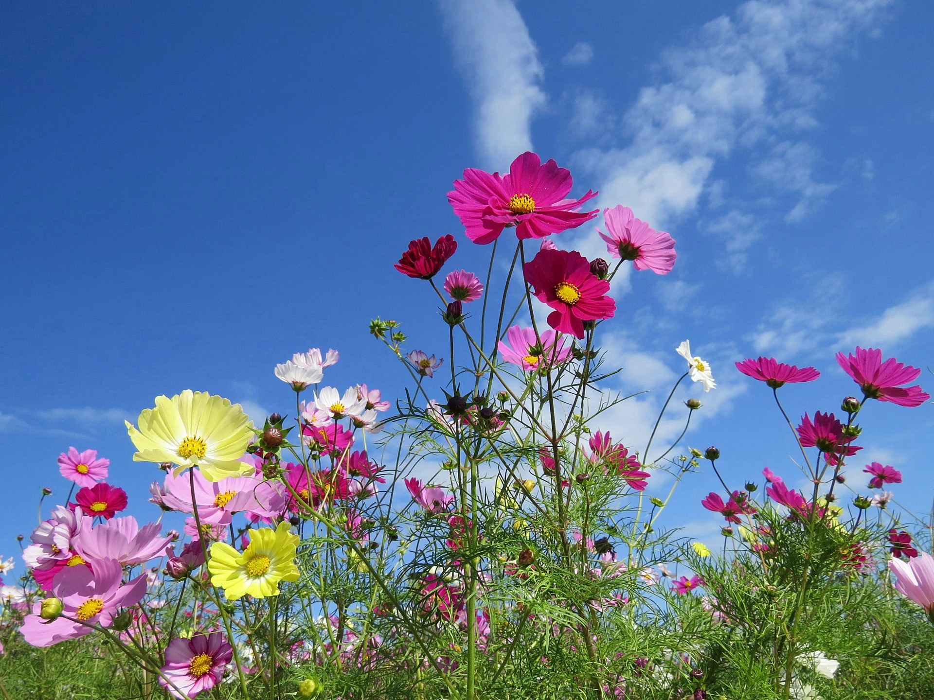 花 植物 コスモス 空の青深まる 壁紙19x1440 壁紙館