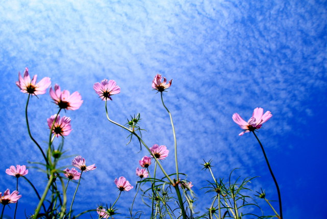 爽快な青空と秋桜