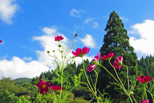 山里の秋空