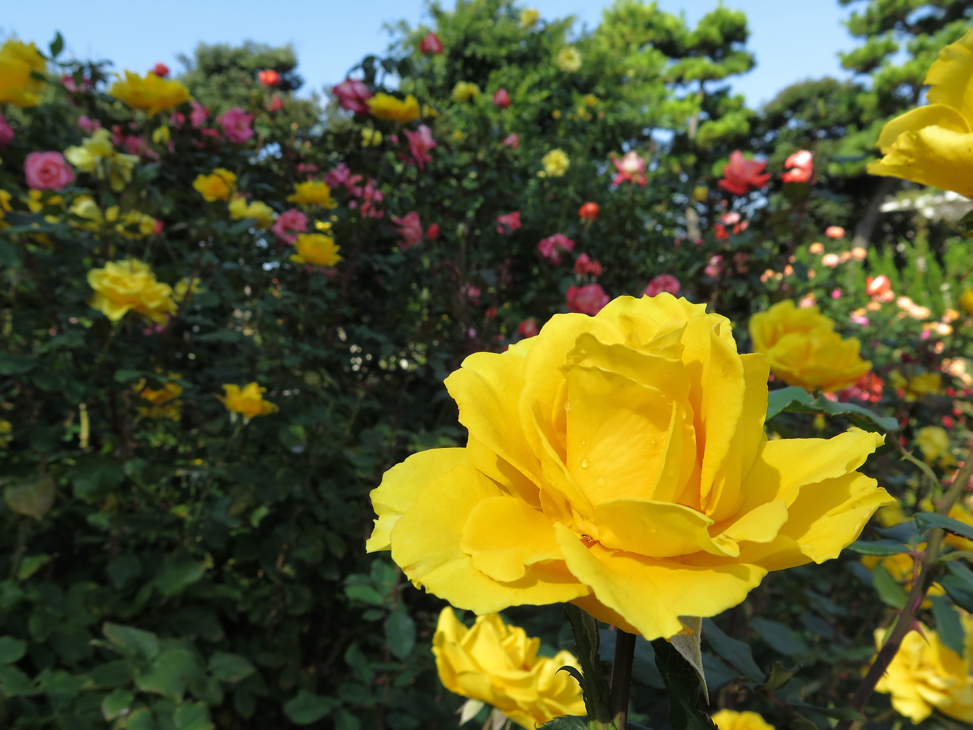 花 植物 ヘンリーフォンダ 壁紙19x1440 壁紙館