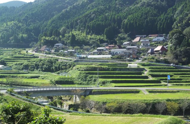 稲刈り跡の緑の棚田