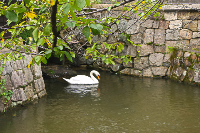 倉敷美観地区の白鳥